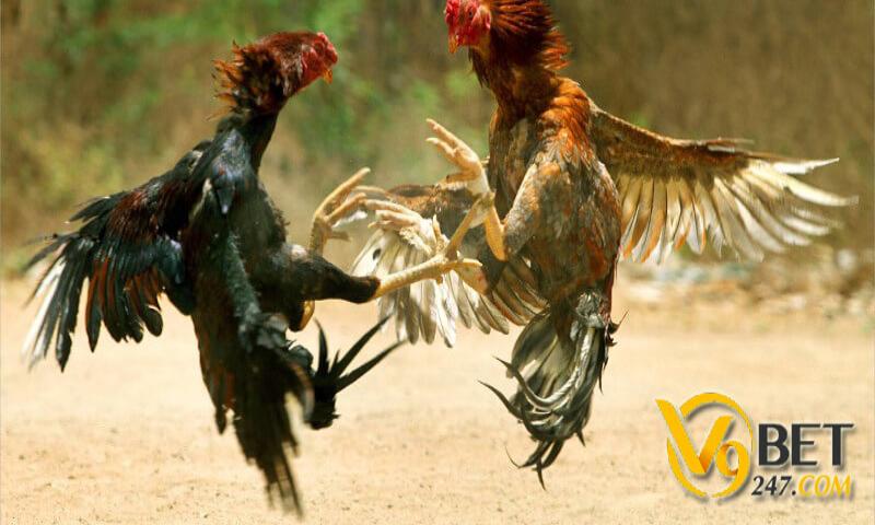 Da ga V9bet bi quyet Trang bị thủ thuật đá gà V9bet để tăng cơ hội chiến thắng
