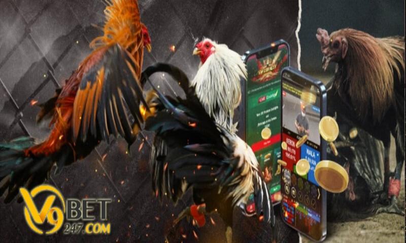 Da ga V9bet gioi thieu Lý do nên tham gia chọi gà V9bet