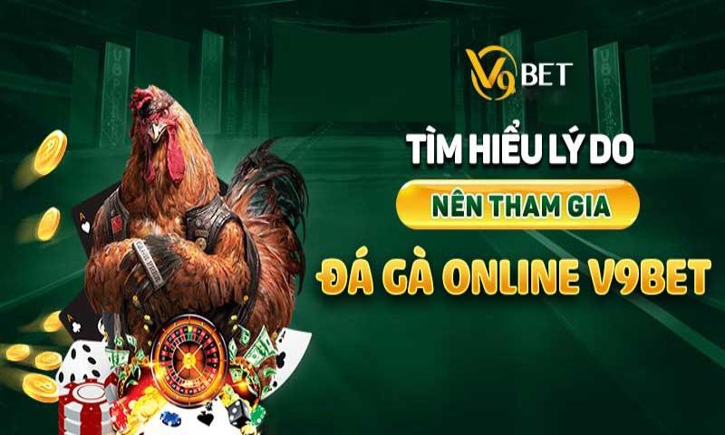 Da ga V9bet uu diem Chọi gà V9bet được săn đón nồng nhiệt