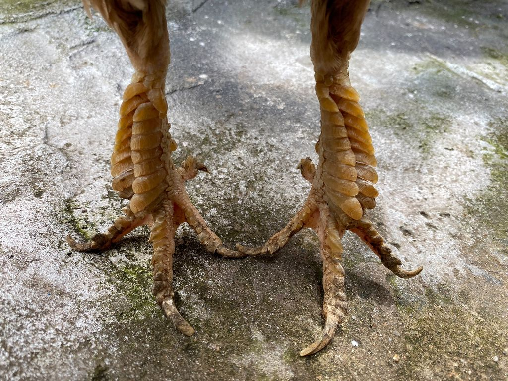 ban ga mai vay rong 1 Chân gà có vảy rồng rất ấn tượng và dễ dàng nhận biết