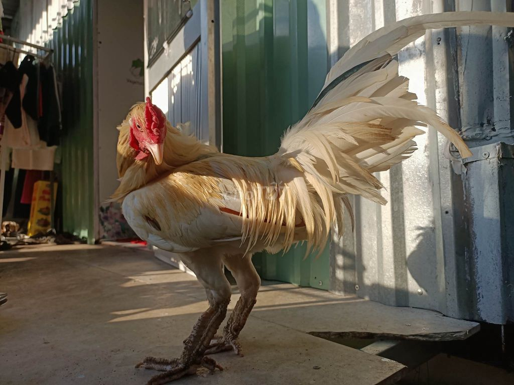 ban ga mai vay rong 2 Địa chỉ bán gà vảy rồng đáng để bạn tham khảo