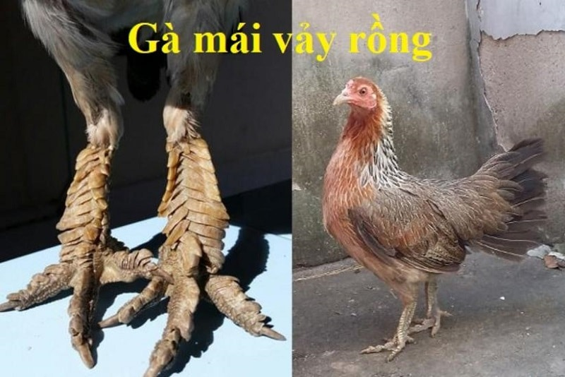 ban ga mai vay rong 3 Chợ tốt - Địa chỉ bán gà mái vảy rồng được săn lùng