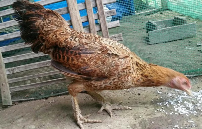 ban ga mai vay rong 4 Việc chăm nuôi gà vảy rồng đòi hỏi nhiều kỹ thuật khắt khe