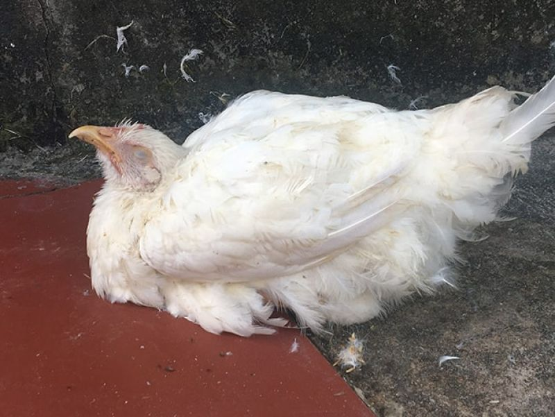 benh duong ruot o ga 1 Bệnh đường ruột ở gà và phương pháp điều trị dứt điểm