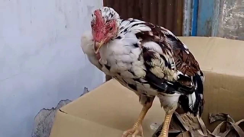 benh duong ruot o ga 2 Vi khuẩn Salmonella Pullorum gây nên bệnh bạch lỵ ở gà