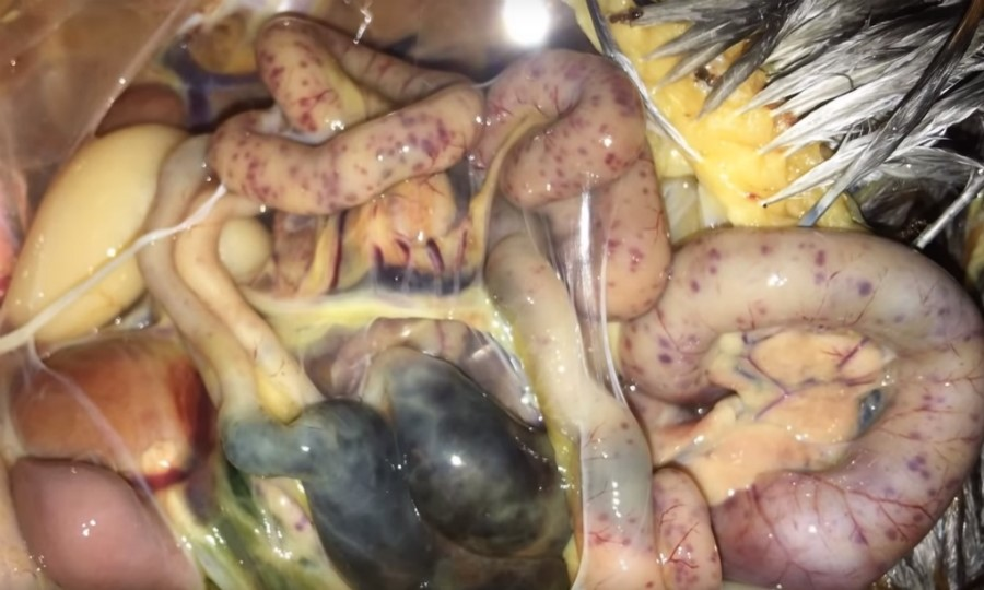 benh duong ruot o ga 3 Bệnh giun, sán ở gà biểu hiện gầy, yếu, chậm lớn hoặc đau mắt