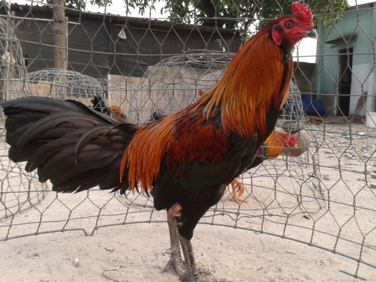 ga choi hay nhat viet nam 1 Gà Bình định sở hữu thân hình săn chắc, ít lông, màu đỏ rượu