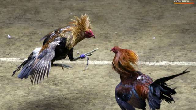 giong ga choi thai 1 Sinh sản của gà chọi giống Thái cách 5 tháng mới đẻ 1 lứa