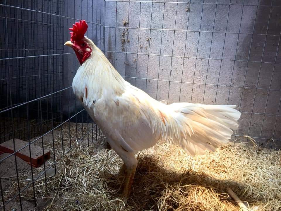 giong ga choi thai 2 Những gà chọi giống Thái đáng được sở hữu nhất