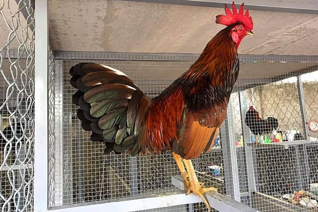 ky thuat nuoi ga choi 2 Nuôi gà chọi nên hạn chế dùng ếch nhái để làm thức ăn