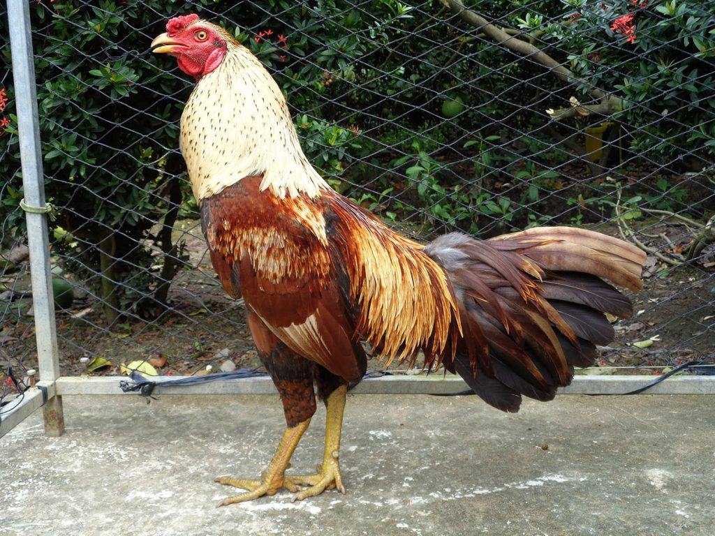 ky thuat nuoi ga choi 3 Người ta chia gà đòn thành 2 loại đó là gà mã chỉ và gà mã lai