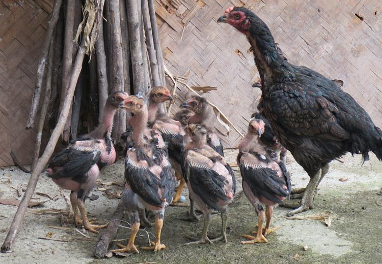 ky thuat nuoi ga da 2 Kỹ thuật phân biệt giống trống - mái trong gà đấu