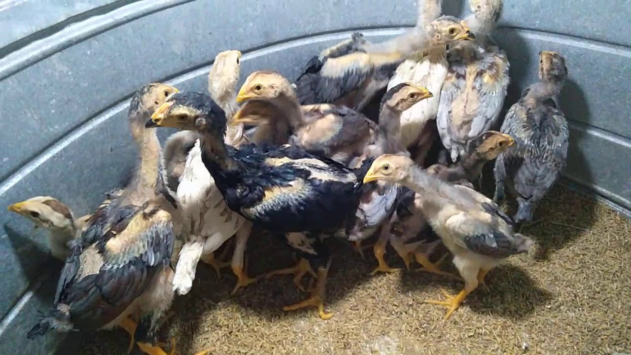 ky thuat nuoi ga da 3 Chế độ ăn uống cho gà đá khỏe mạnh, săn chắc