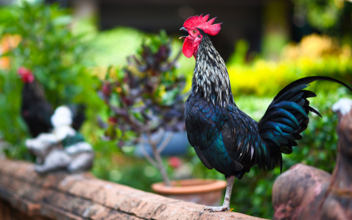 phan biet tieng ga gay 1 Dựa vào tiếng gáy nhận biết tình trạng sức khoẻ của gà