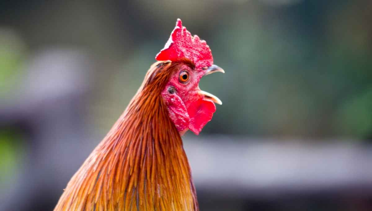 phan biet tieng ga gay 3 Âm minh trường trong tiếng gáy không tiềm năng trong thi đấu