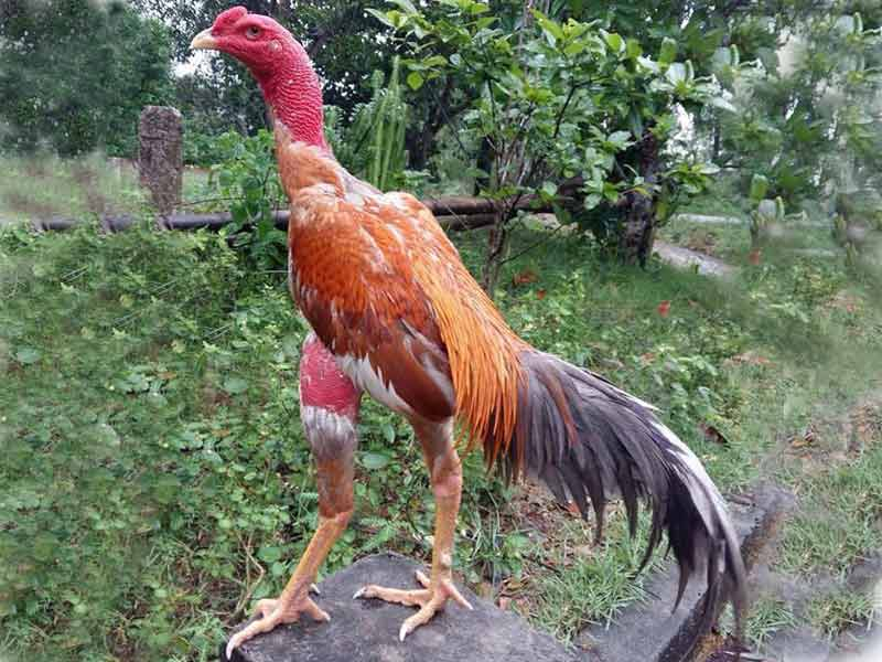 xem vay ga cao lanh 2 Gà có khí chất cương mãnh tạo nên lối đánh cực kỳ hiểm hócGà có khí chất cương mãnh tạo nên lối đánh cực kỳ hiểm hóc