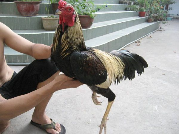 xem vay ga cao lanh 3 Cách xem vảy kích giáp của gà Cao Lãnh